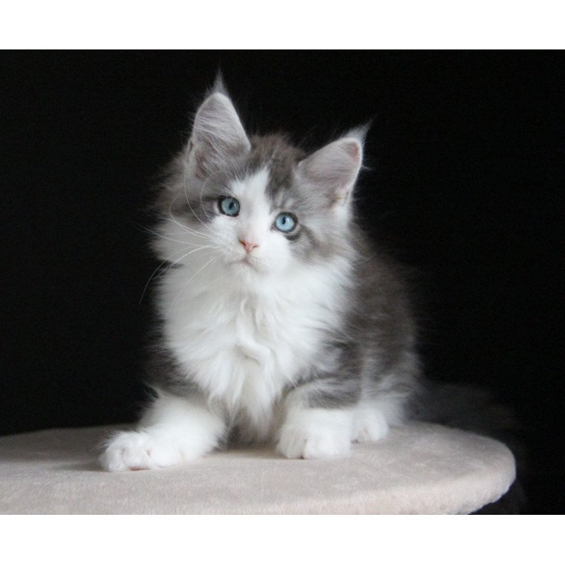 Maine Coon AP Mistika