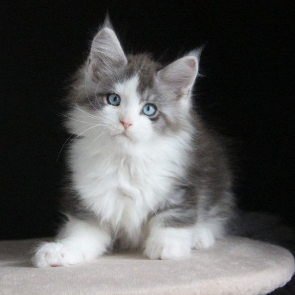 Maine Coon AP Mistika