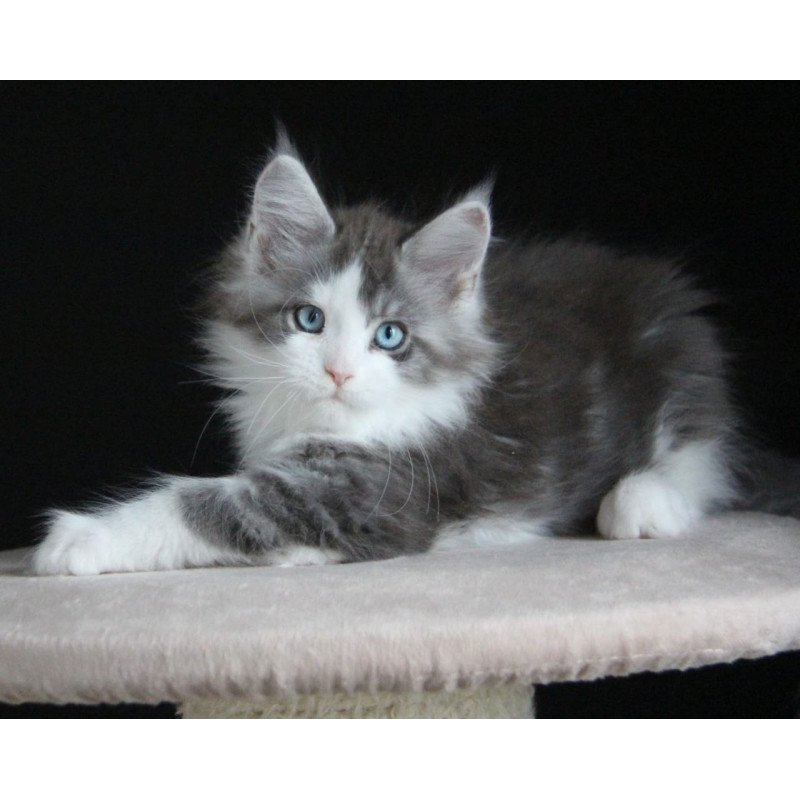 Maine Coon AP Mistika