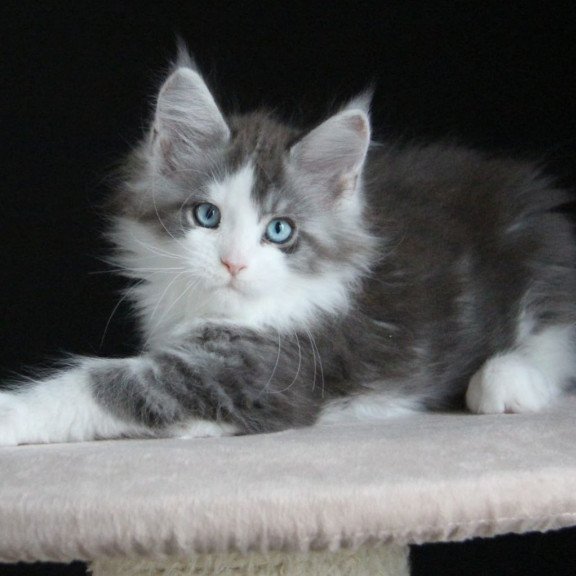 Maine Coon AP Mistika