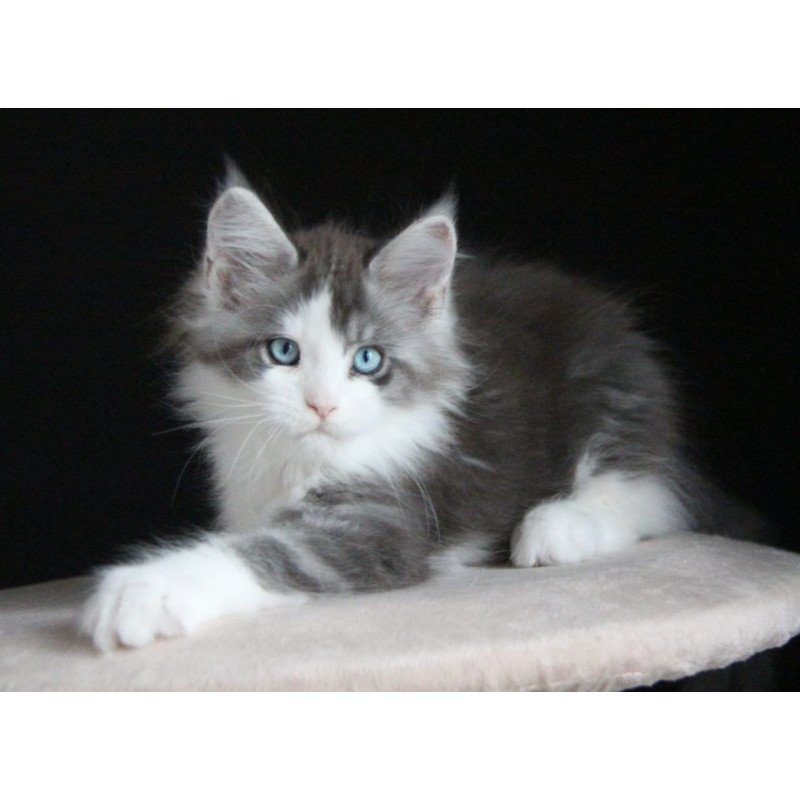 Maine Coon AP Mistika