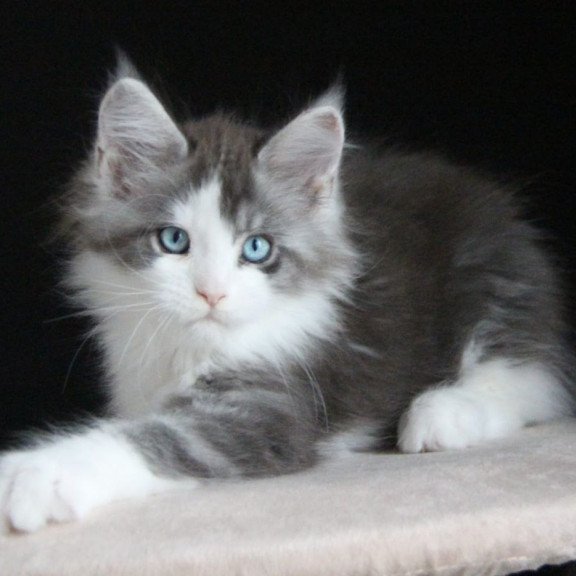 Maine Coon AP Mistika