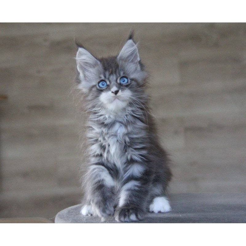 Maine Coon AP Modnica