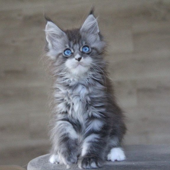 Maine Coon AP Modnica