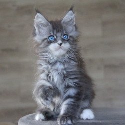 Maine Coon AP Modnica