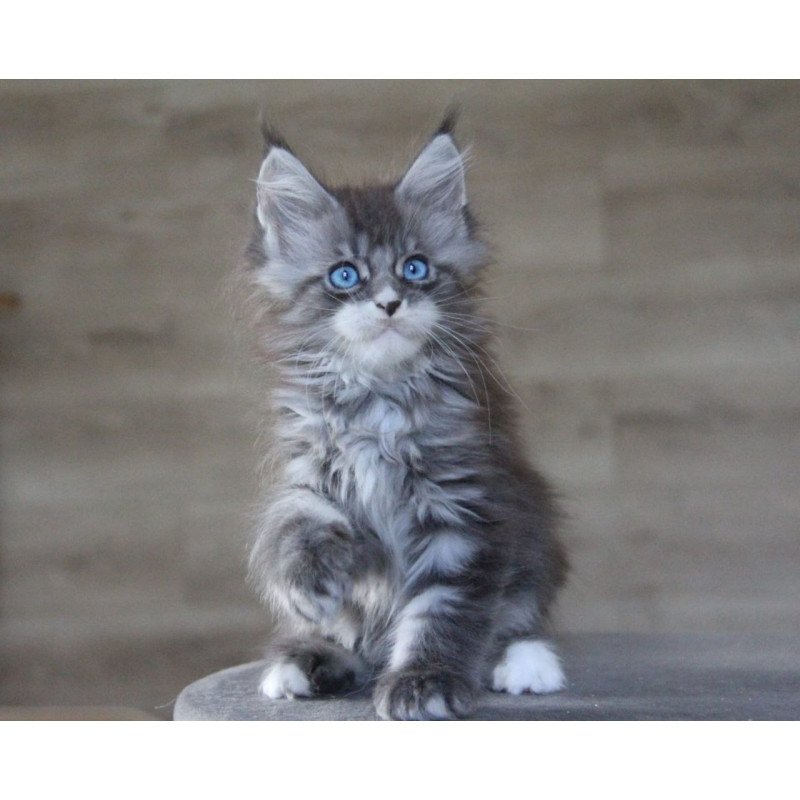 Maine Coon AP Modnica