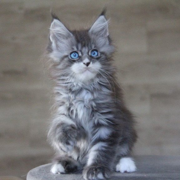 Maine Coon AP Modnica