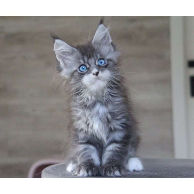 Maine Coon AP Modnica