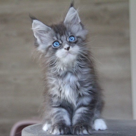 Maine Coon AP Modnica