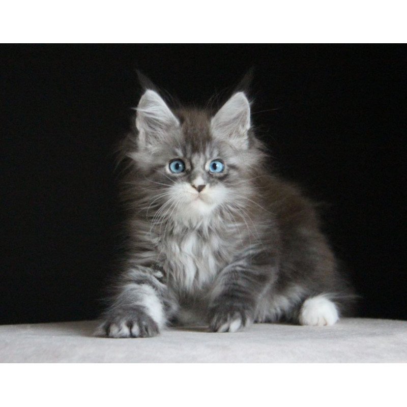 Maine Coon AP Modnica