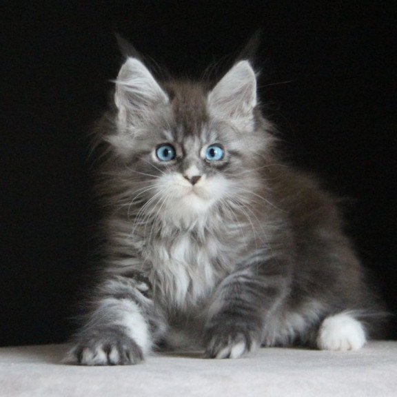 Maine Coon AP Modnica