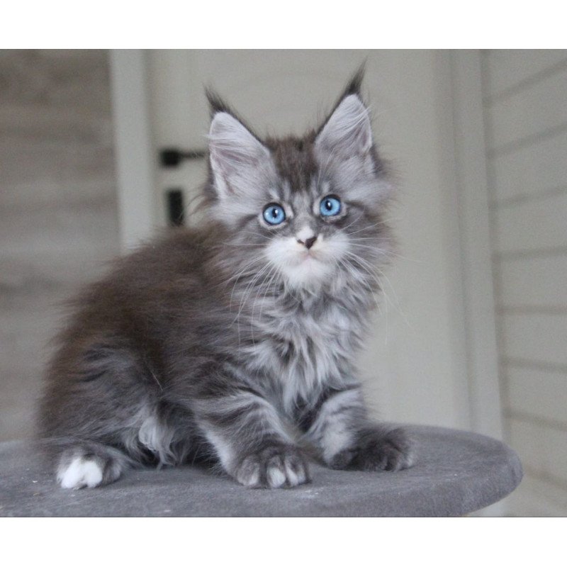 Maine Coon AP Modnica