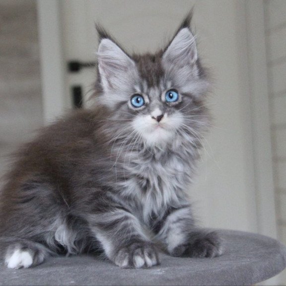 Maine Coon AP Modnica