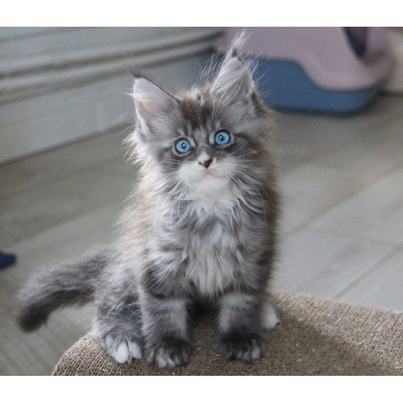 Maine Coon AP Modnica