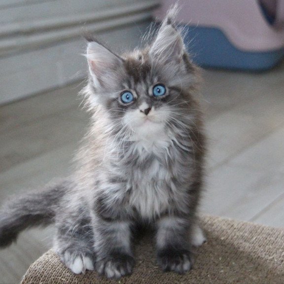 Maine Coon AP Modnica