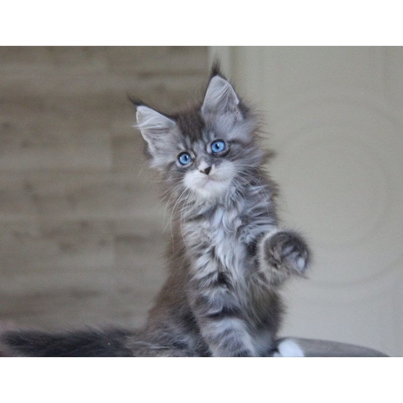 Maine Coon AP Modnica