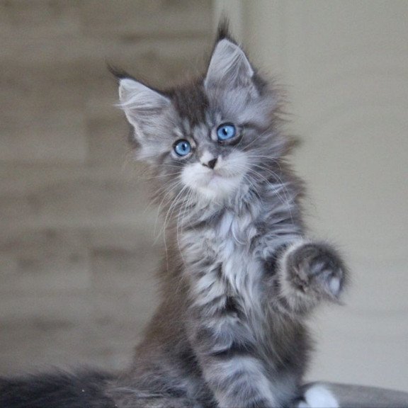 Maine Coon AP Modnica
