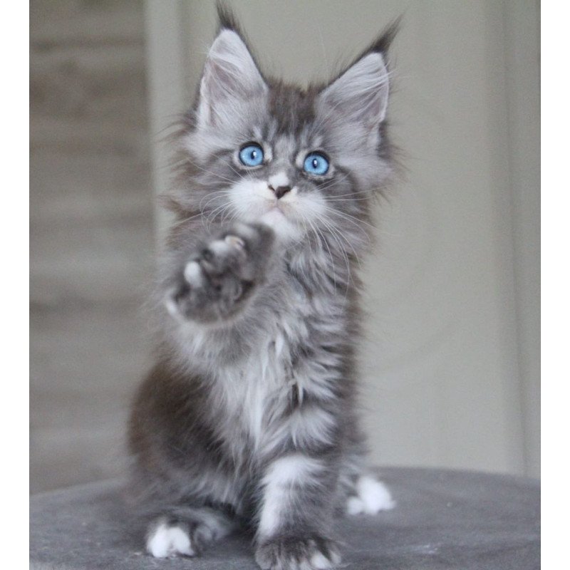 Maine Coon AP Modnica
