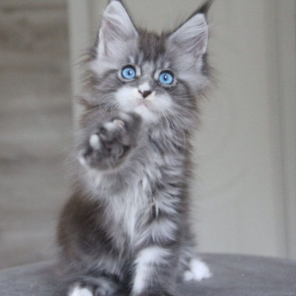 Maine Coon AP Modnica