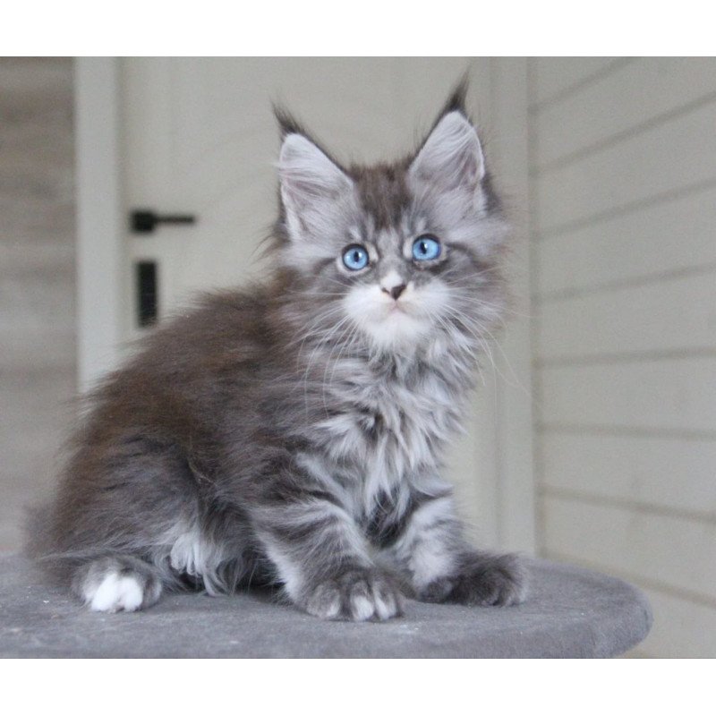 Maine Coon AP Modnica