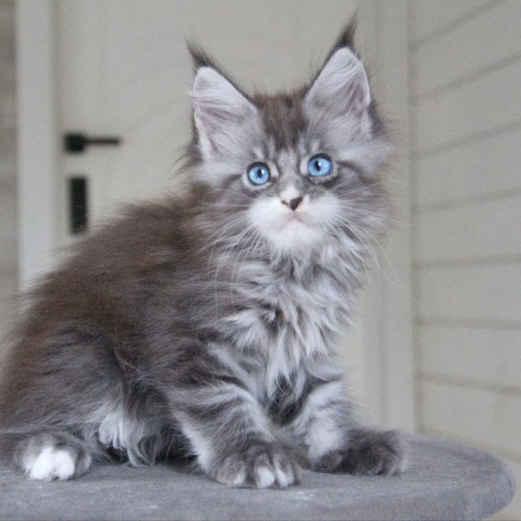 Maine Coon AP Modnica