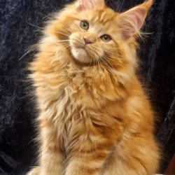 Maine Coon AP Kendi
