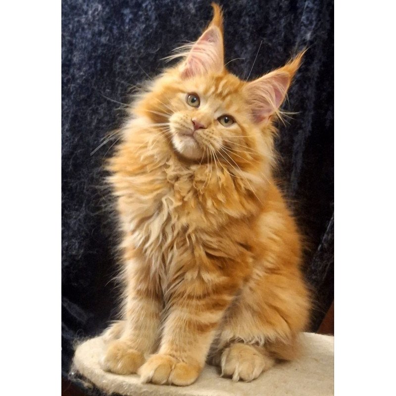 Maine Coon AP Kendi