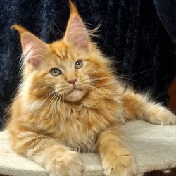 Maine Coon AP Kendi