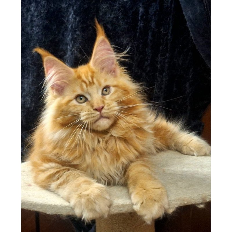 Maine Coon AP Kendi