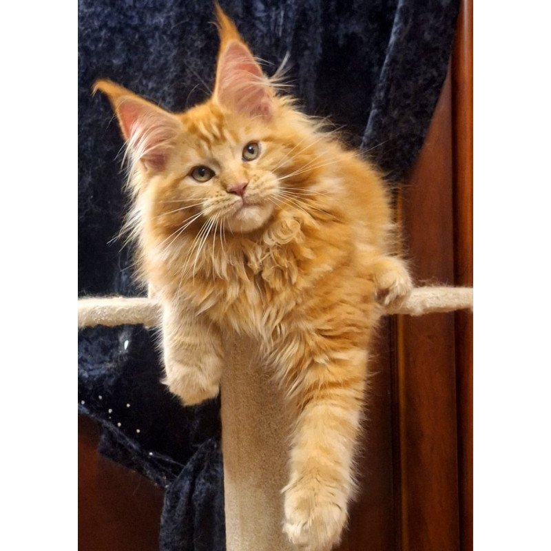 Maine Coon AP Kendi