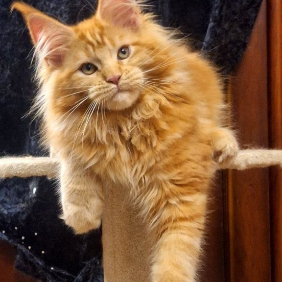 Maine Coon AP Kendi