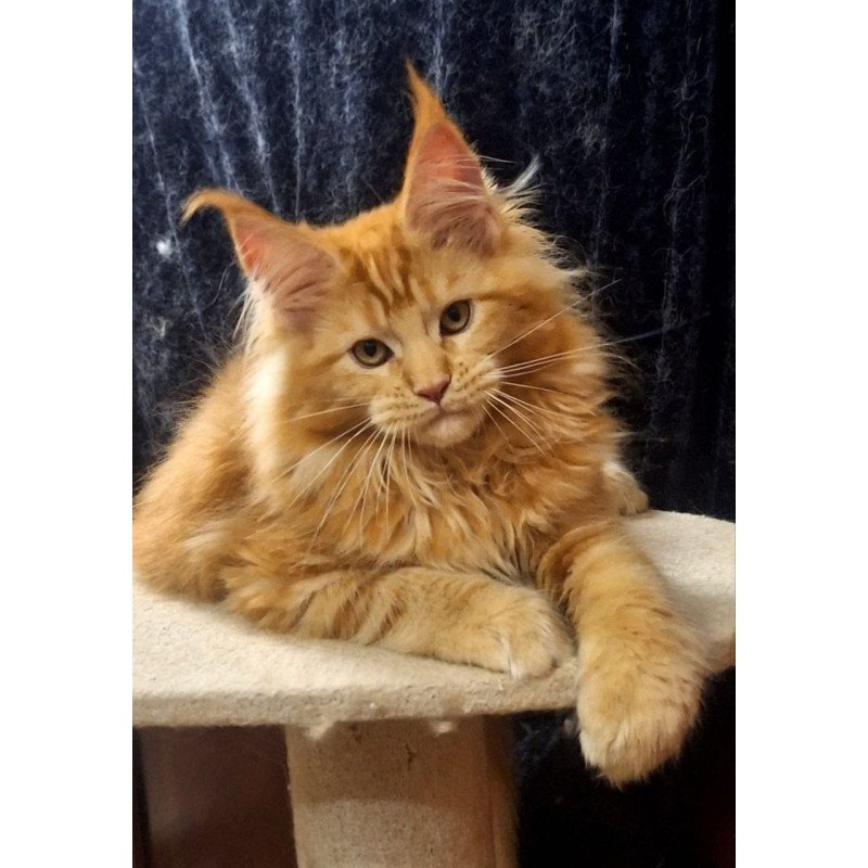 Maine Coon AP Kendi