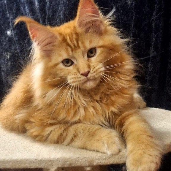 Maine Coon AP Kendi