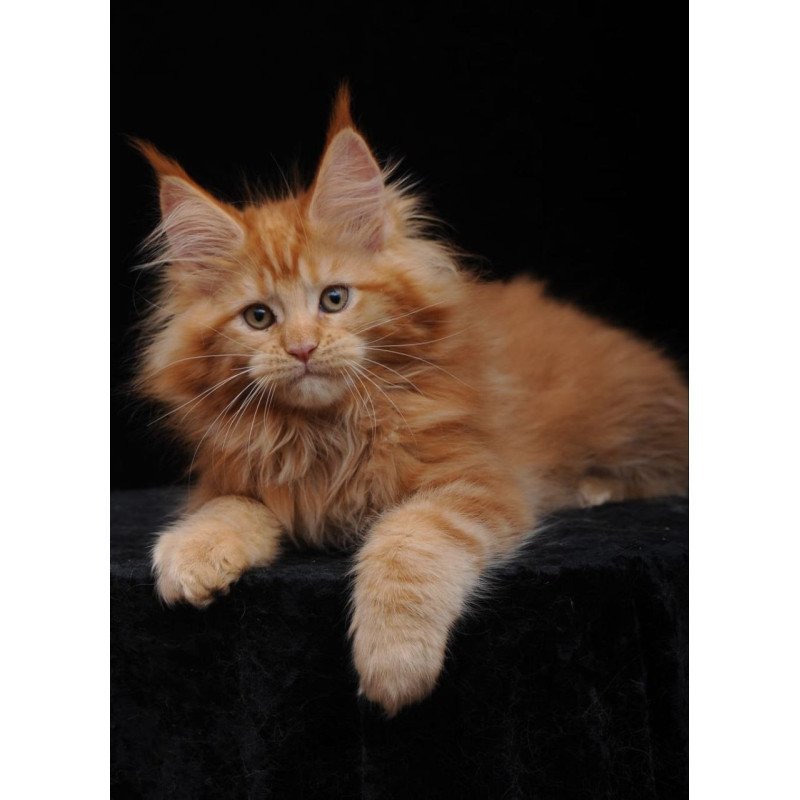 Maine Coon AP Kendi