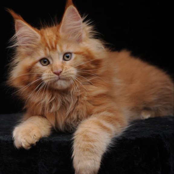 Maine Coon AP Kendi