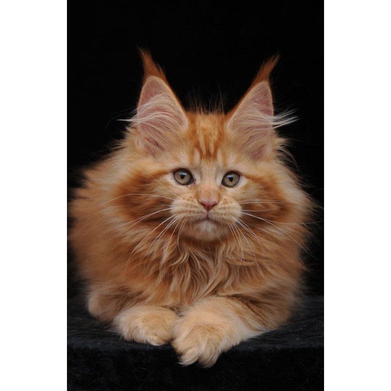 Maine Coon AP Kendi