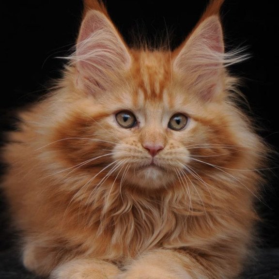 Maine Coon AP Kendi