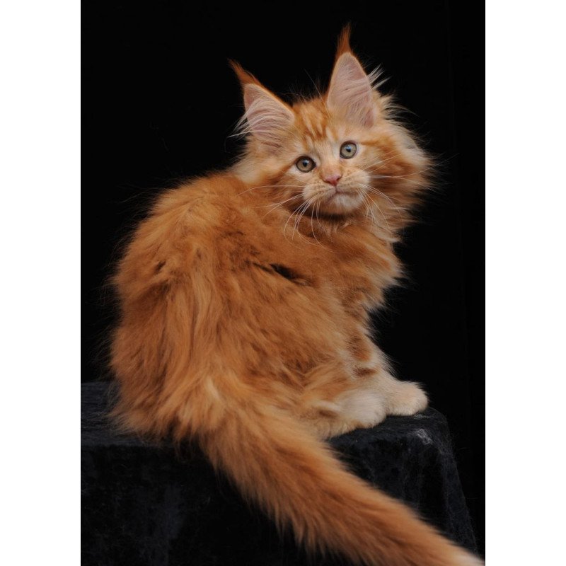 Maine Coon AP Kendi