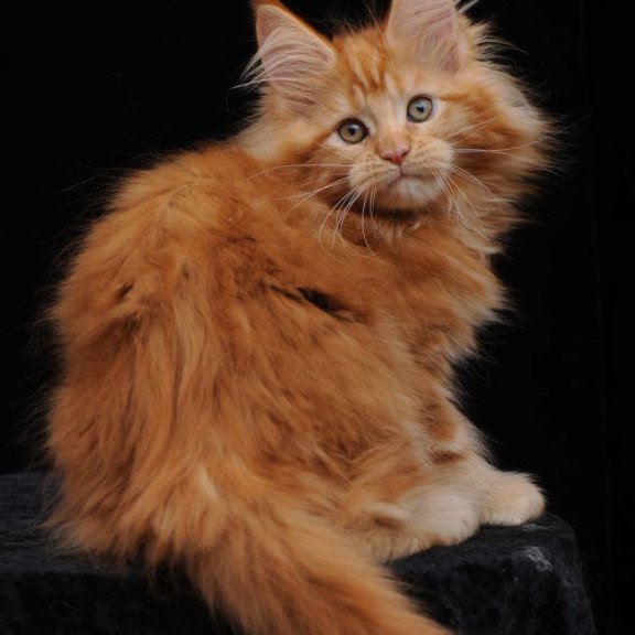 Maine Coon AP Kendi