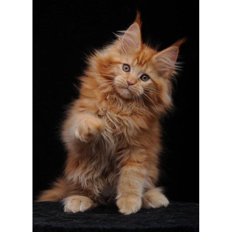 Maine Coon AP Kendi