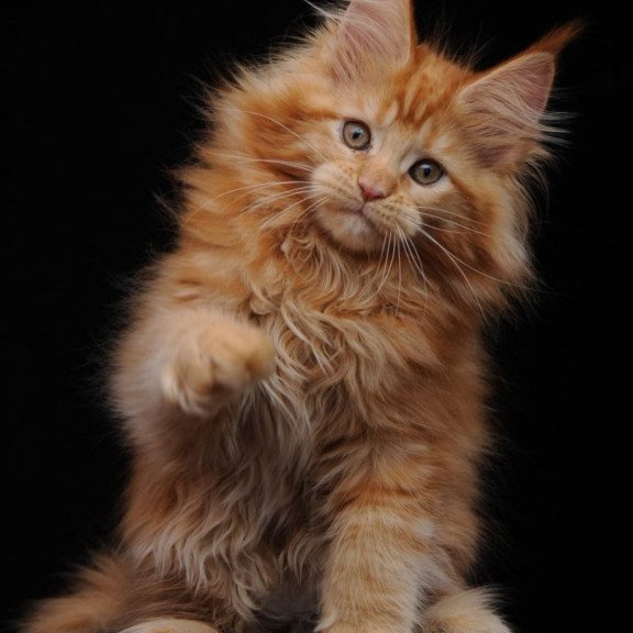Maine Coon AP Kendi