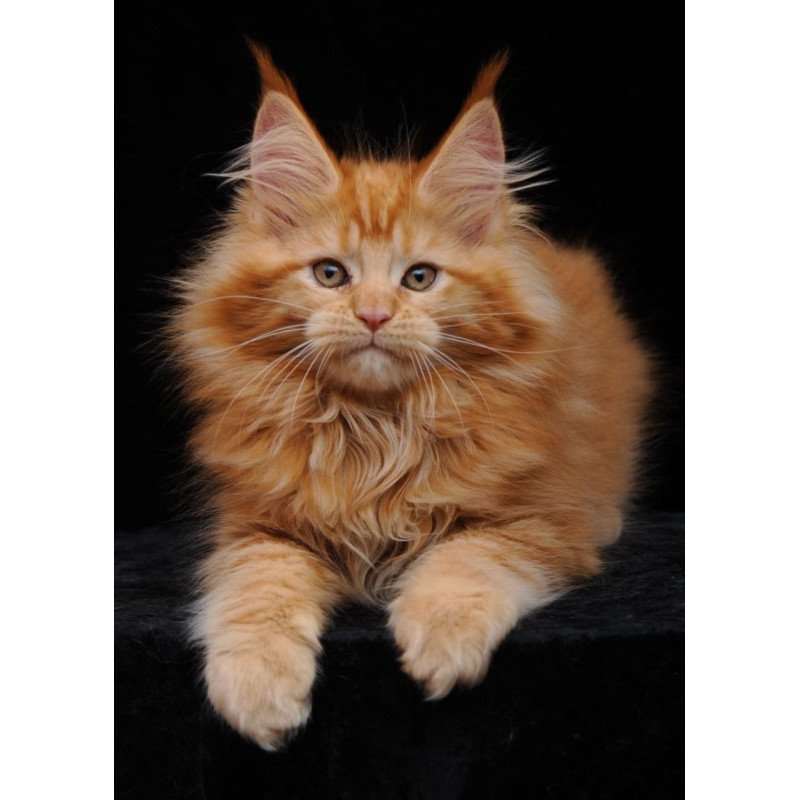 Maine Coon AP Kendi