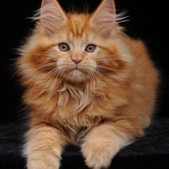 Maine Coon AP Kendi