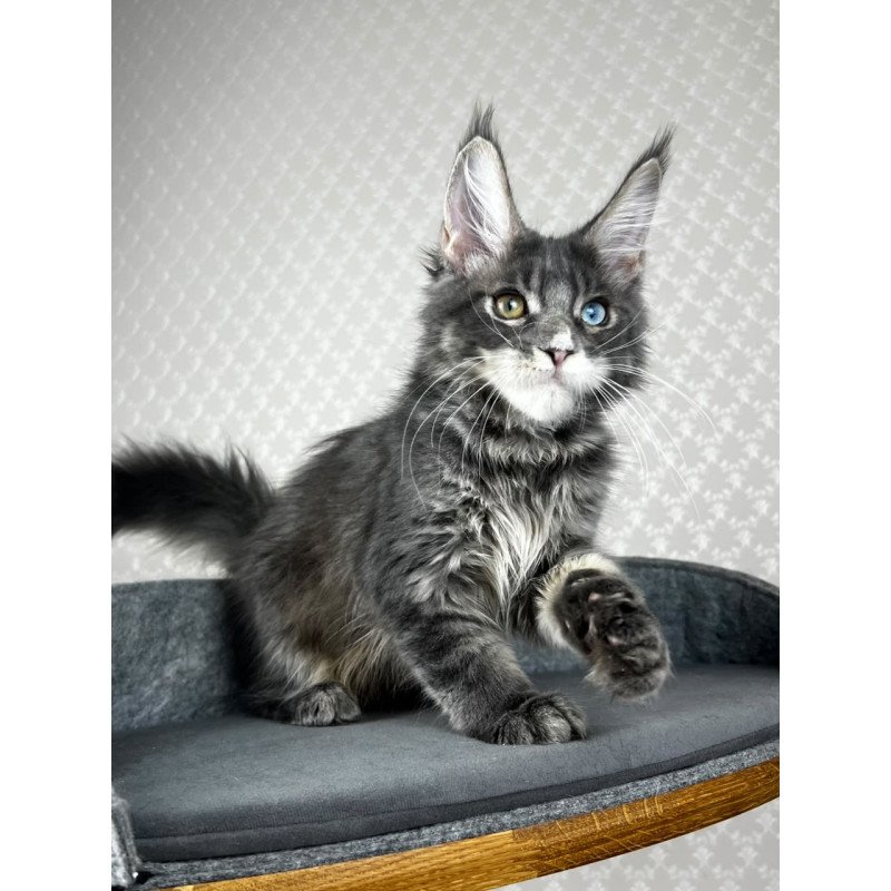 Maine Coon EZ Nail