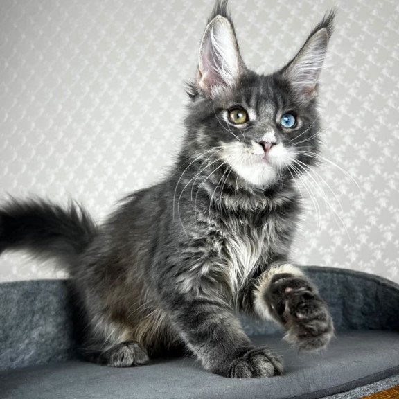 Maine Coon EZ Nail