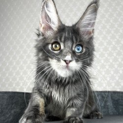Maine Coon EZ Nail