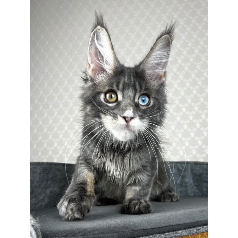 Maine Coon EZ Nail