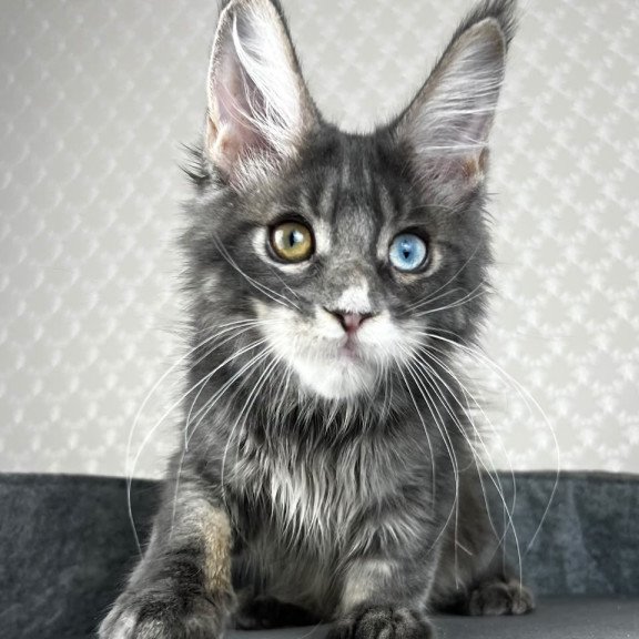 Maine Coon EZ Nail