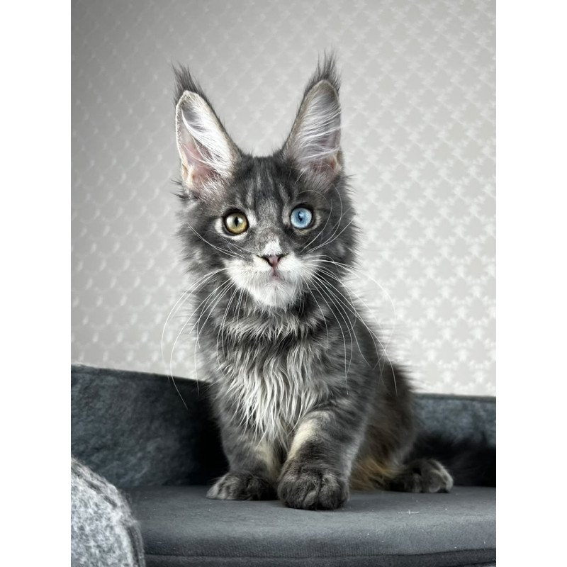 Maine Coon EZ Nail