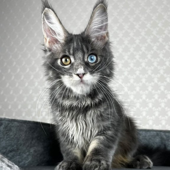Maine Coon EZ Nail